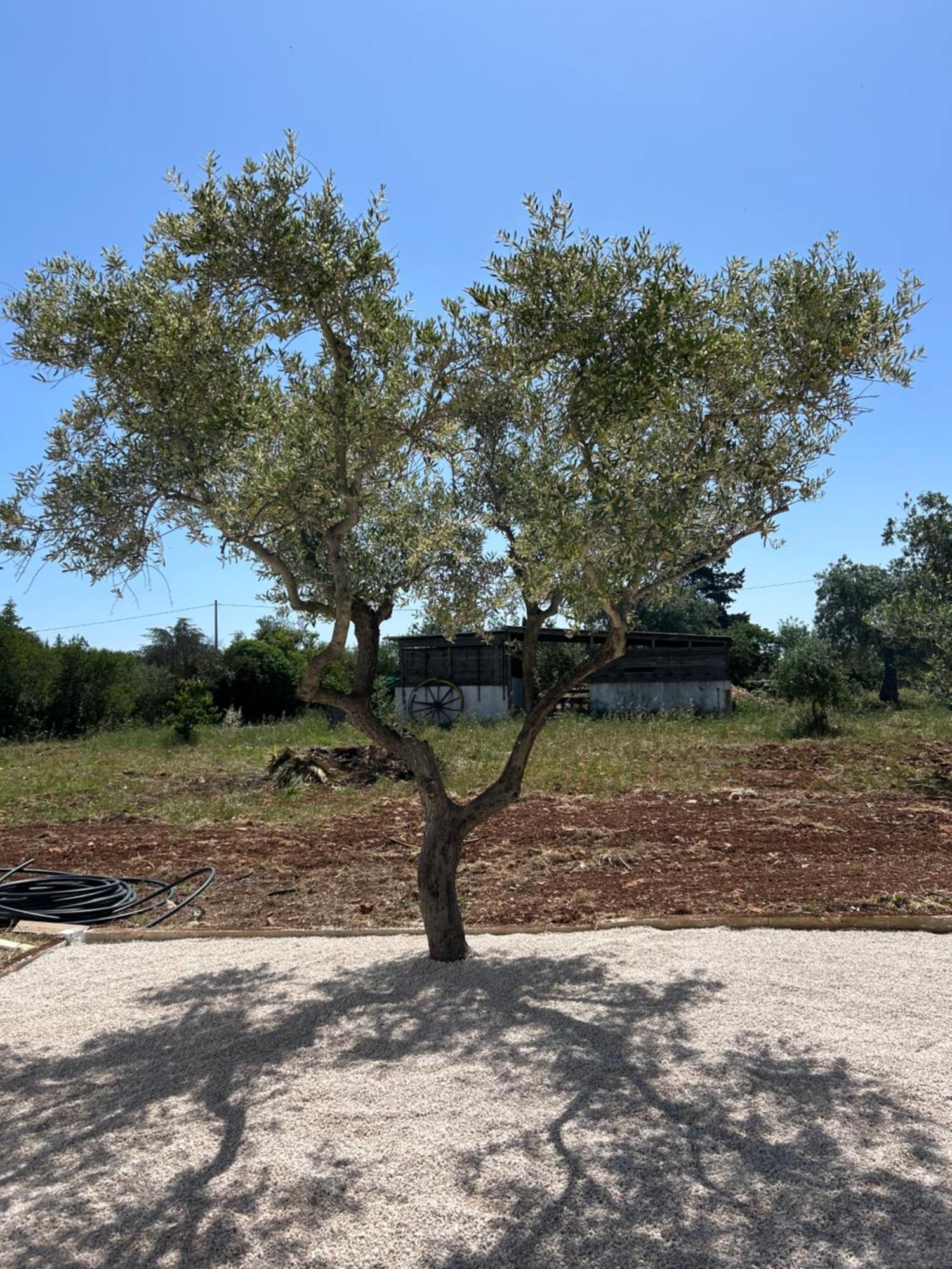 Pensjonat Trulli In Contrada - Monopoli Zewnętrze zdjęcie